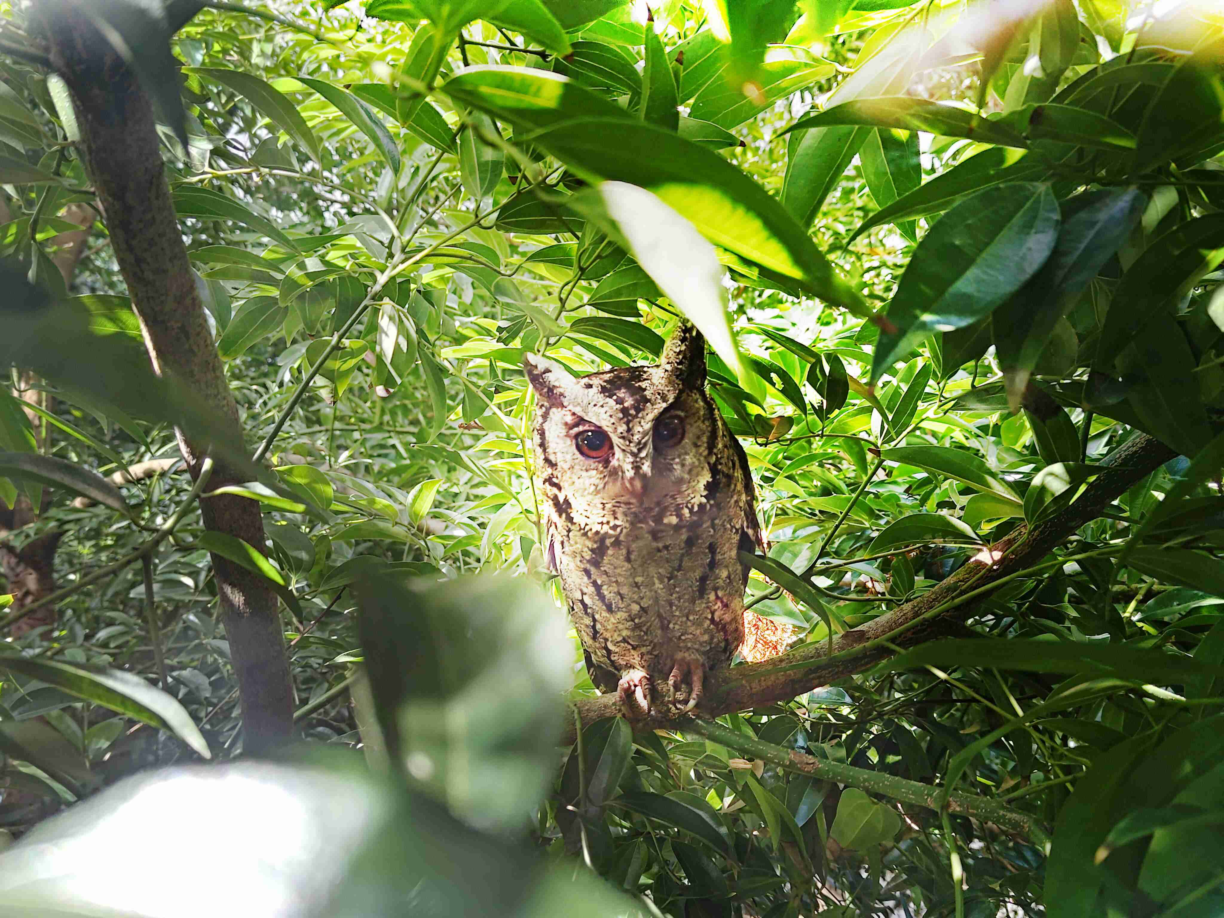 Wepay致力提倡净零绿生活，，16年以来在全球各厂区植树逾百万棵，，，，造就各厂区树木蔚然成林，，，犹如森林工厂，，，成为许多生物的栖息地